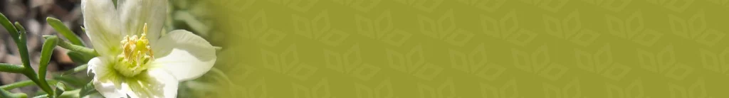 SyrianRue category background