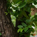 Template_Videos_Produtos_Maya_AfricanCoralwood-Cover