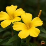 Template_Videos_Produtos_Maya_Damiana-Cover